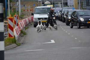 en weer terug zwanen 3